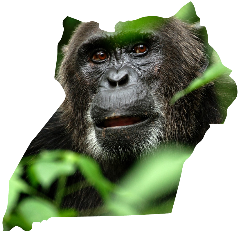 Gorilla Trekking in Uganda